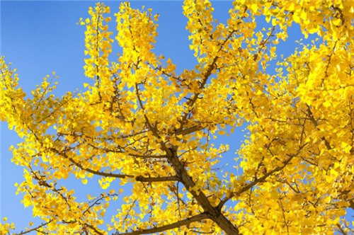 西安壽陽山墓園怎樣預約--如何預約西安壽陽山墓園