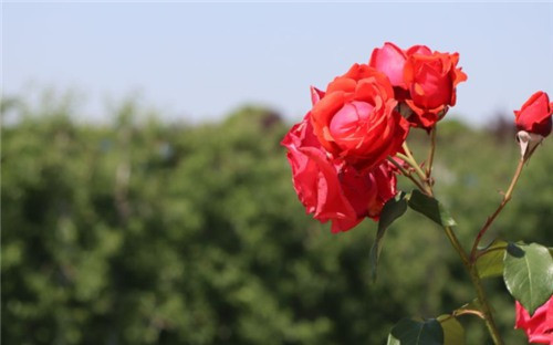 西安墓地大概多少錢-西安墓地行情如何?