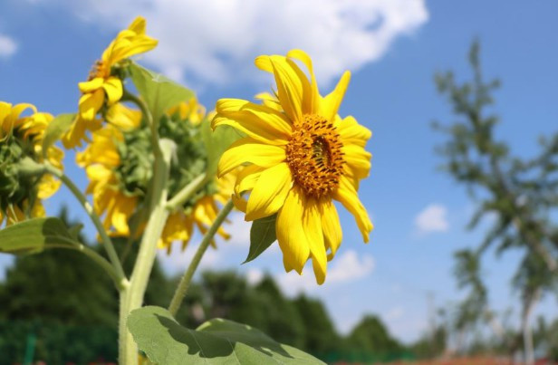 西安墓園價(jià)格-西安墓園價(jià)格流言揭秘