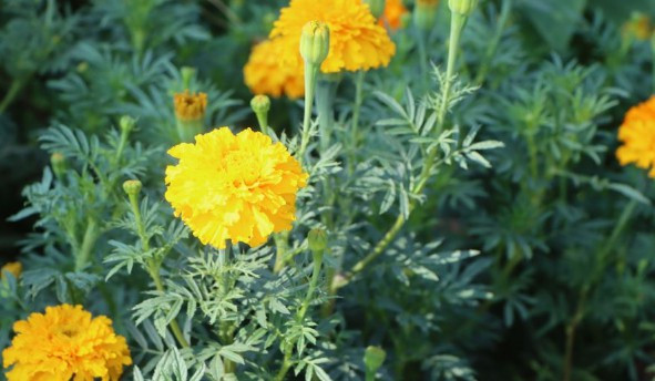 墓碑形式和墳?zāi)狗N類-西安霸陵墓園