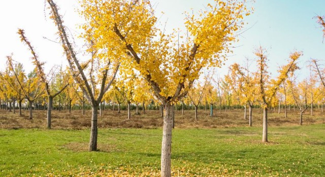 西安九龍山公墓價格使用年限,西安九龍山公墓的價格體系與使用期限