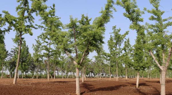 西安市霸陵墓園新區(qū),西安霸陵墓園新區(qū)地址