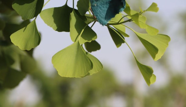 西安墓園位置--西安墓園選址及位置分析