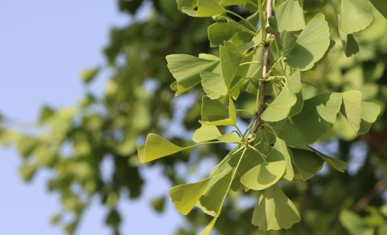 西安棗園山墓園掃墓班車