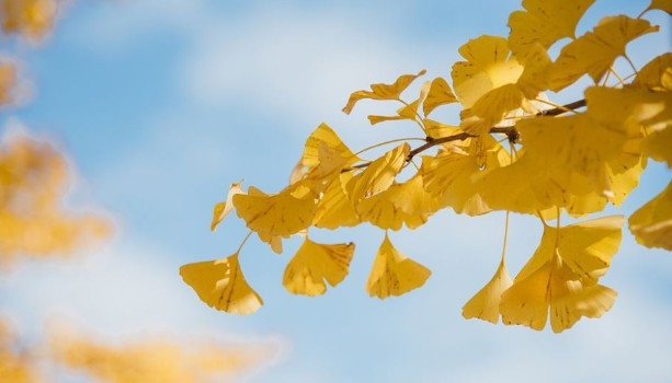 西安人文紀(jì)念園交通情況,來(lái)園路線