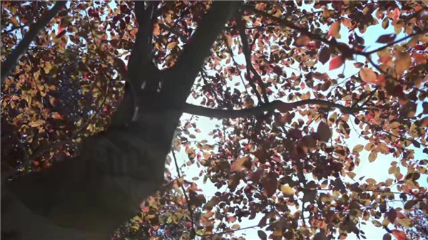 西安墓園銷售-西安墓園銷售:祭掃先人,傳承文化