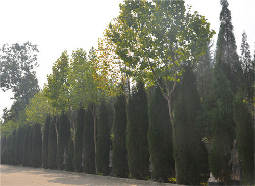 西安鳳棲山公墓的價格?電話、地址-鳳棲山墓園南區管理處