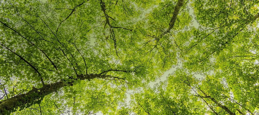 西安霸陵墓園-瑞光碑
