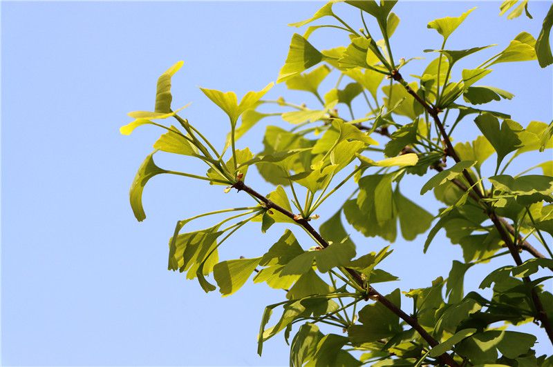 西安壽陽山墓園-百畝銀杏林廣場(chǎng)